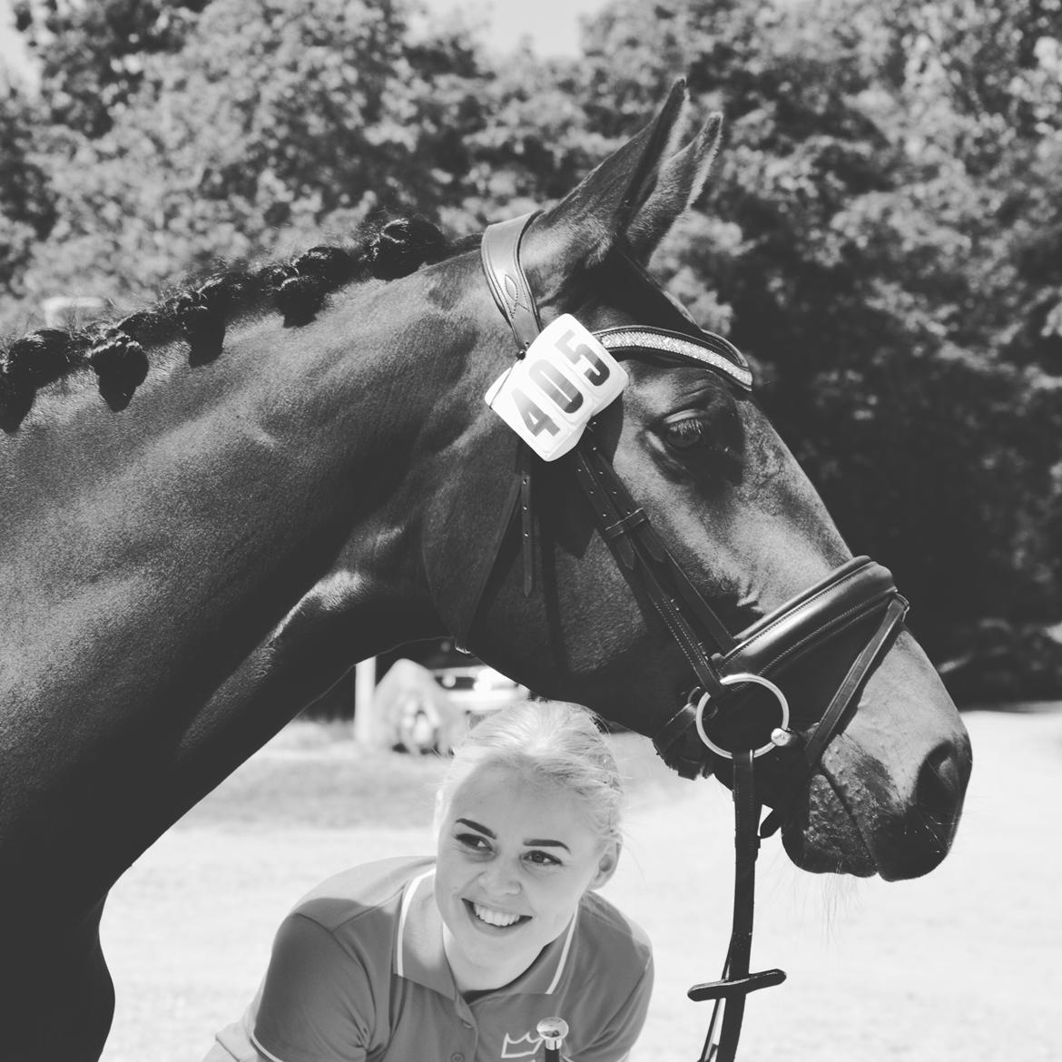 Dansk Varmblod Elversøes Kygo Magic billede 6