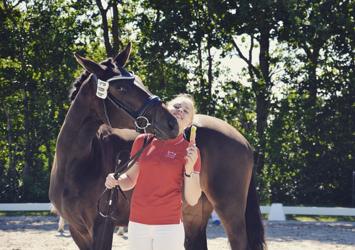 Dansk Varmblod Elversøes Kygo Magic billede 7