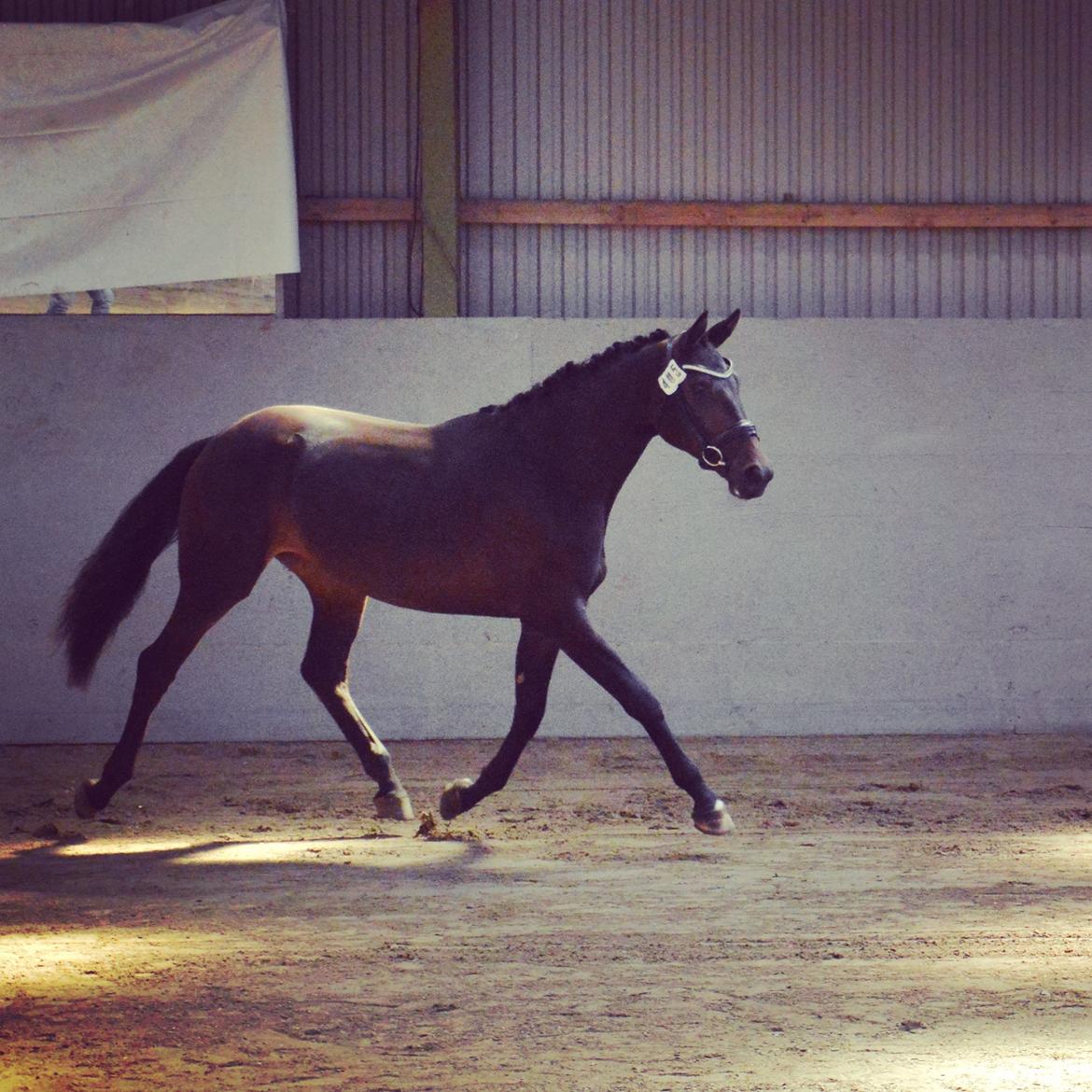 Dansk Varmblod Elversøes Kygo Magic billede 10