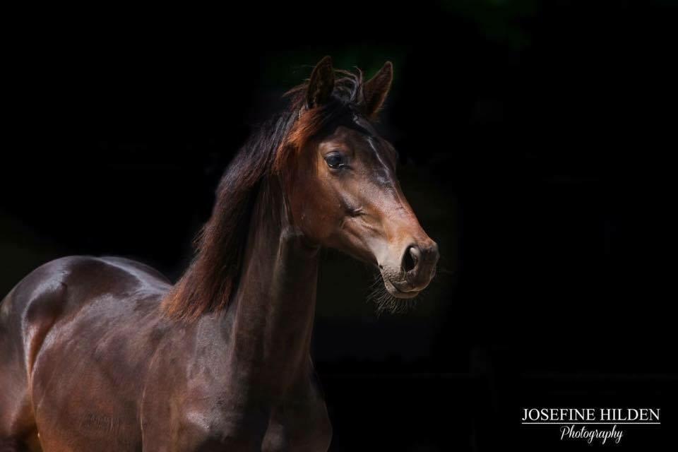 Dansk Varmblod Elversøes Kygo Magic billede 11