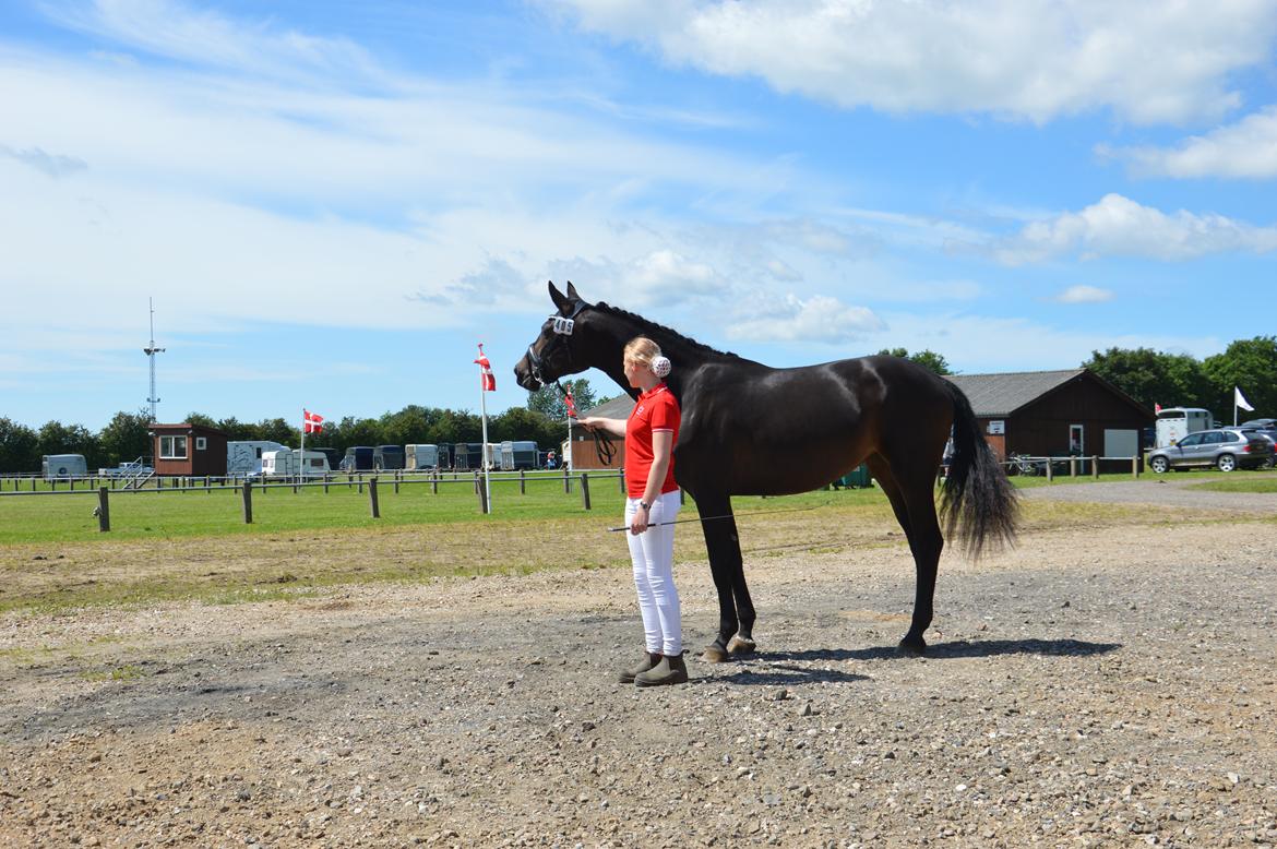 Dansk Varmblod Elversøes Kygo Magic billede 4