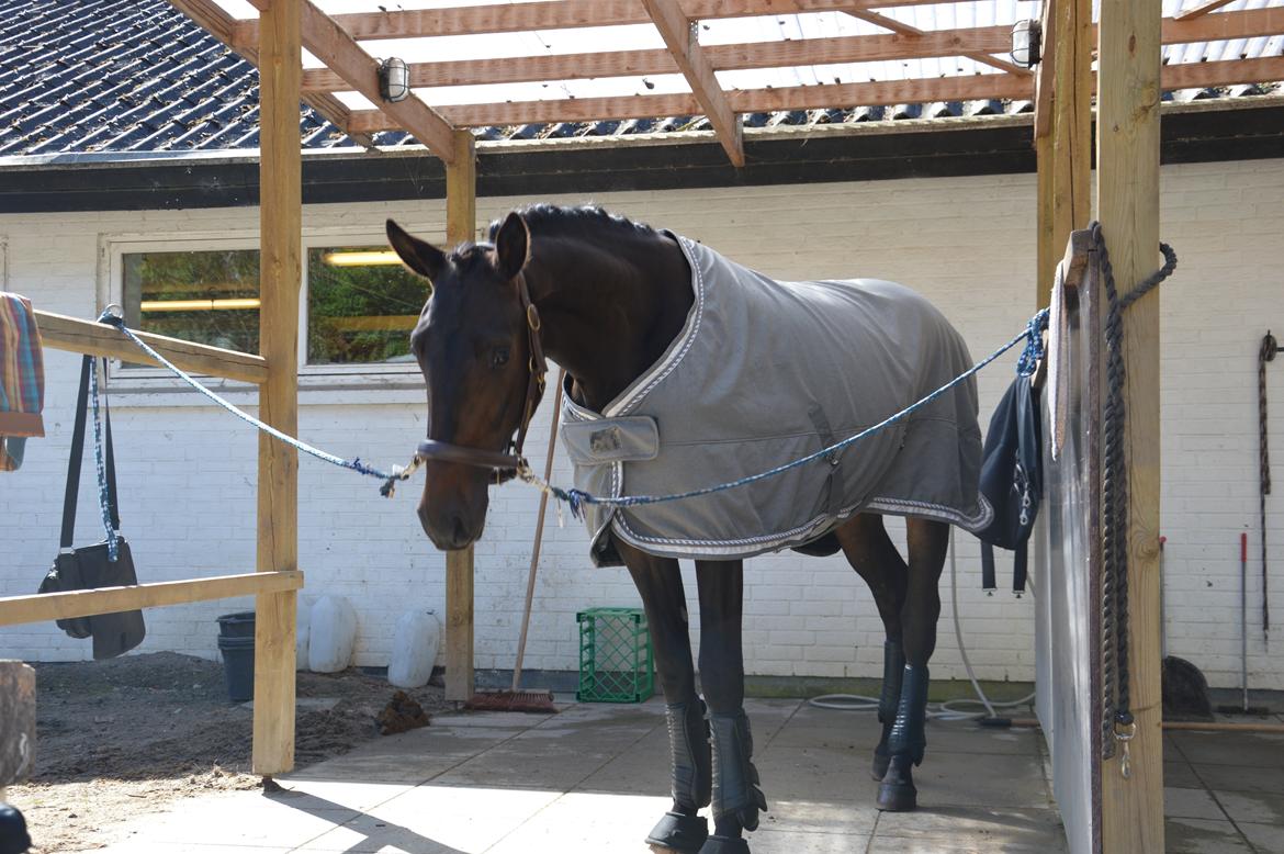 Dansk Varmblod Elversøes Kygo Magic billede 1