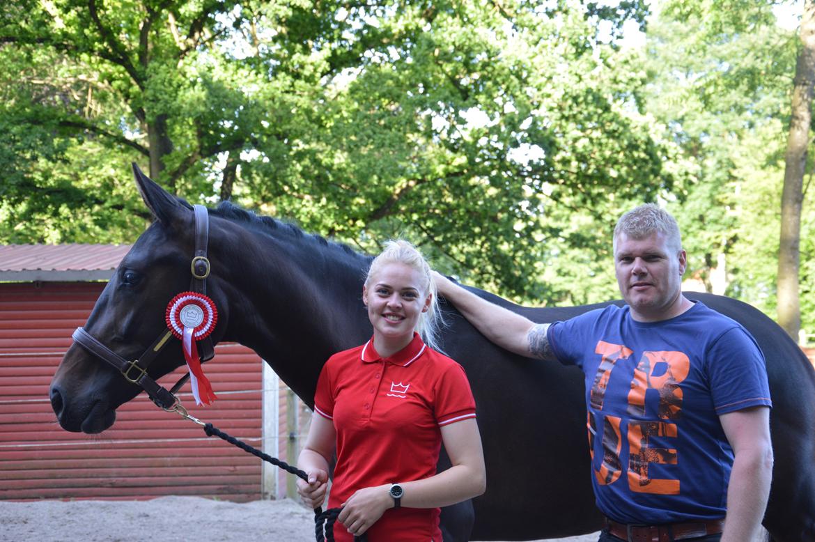 Dansk Varmblod Elversøes Kygo Magic billede 8