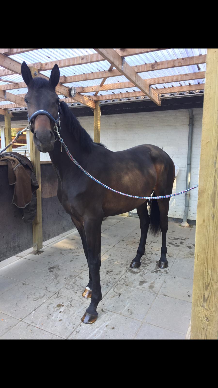 Dansk Varmblod Elversøes Kygo Magic billede 9