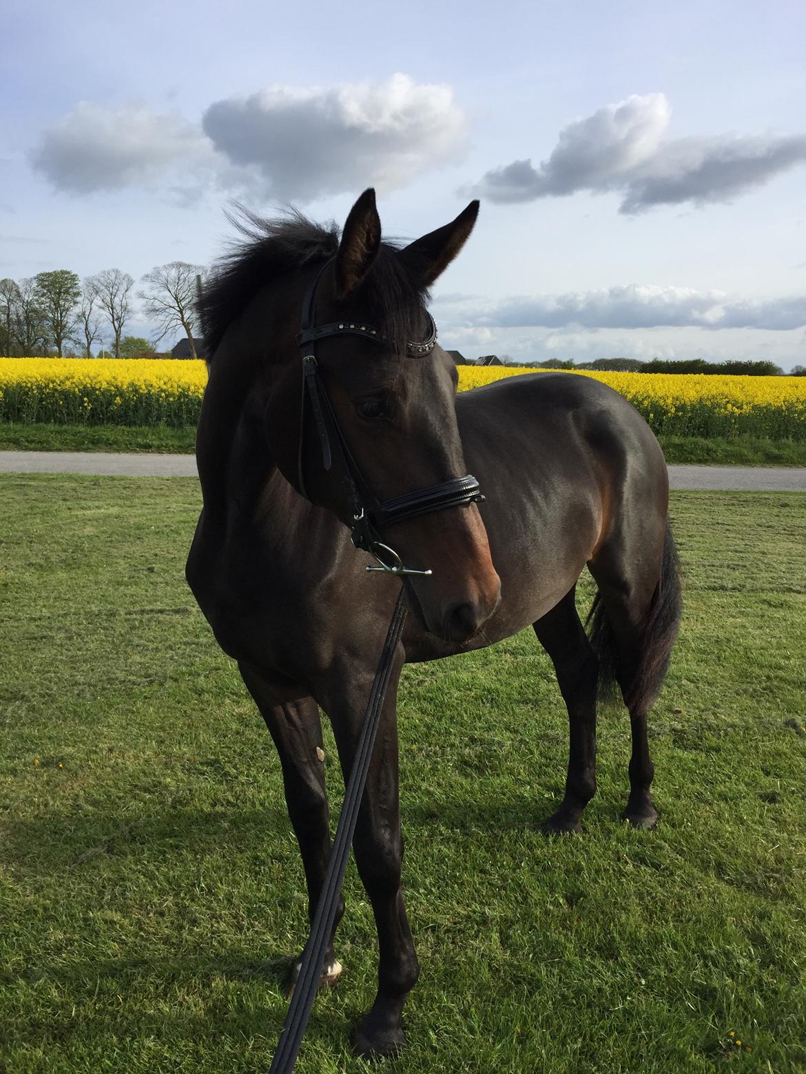 Dansk Varmblod Elversøes Kygo Magic billede 5