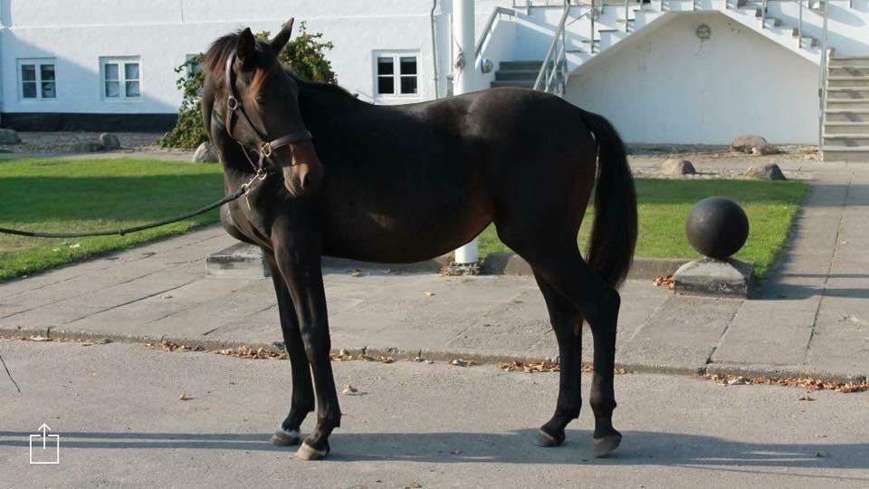 Dansk Varmblod Elversøes Kygo Magic - 1 år gammel billede 12