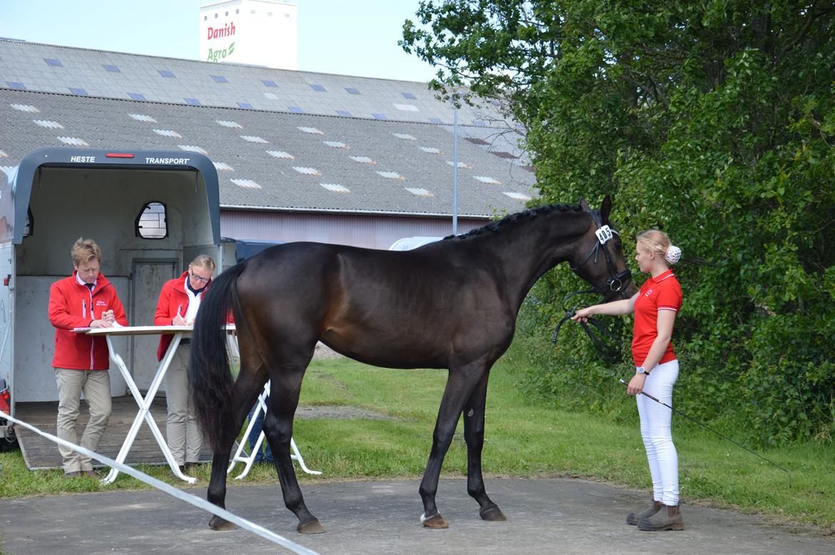 Dansk Varmblod Elversøes Kygo Magic - Kygo fik 8 i ædelhed billede 16