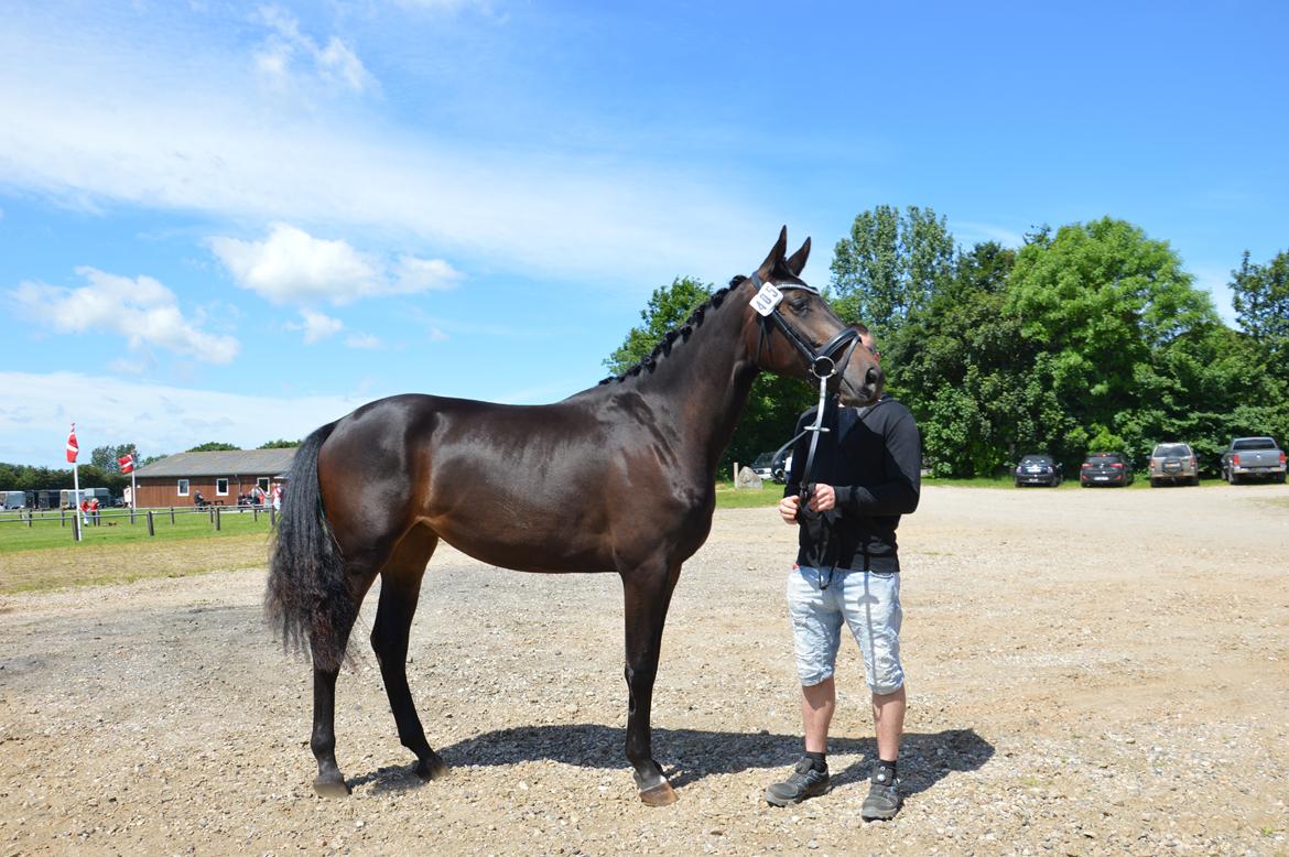 Dansk Varmblod Elversøes Kygo Magic billede 15