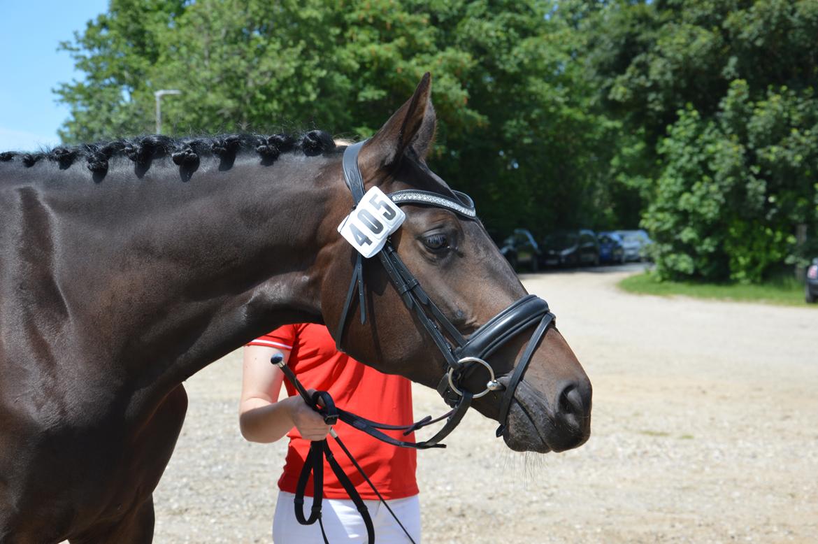 Dansk Varmblod Elversøes Kygo Magic billede 17