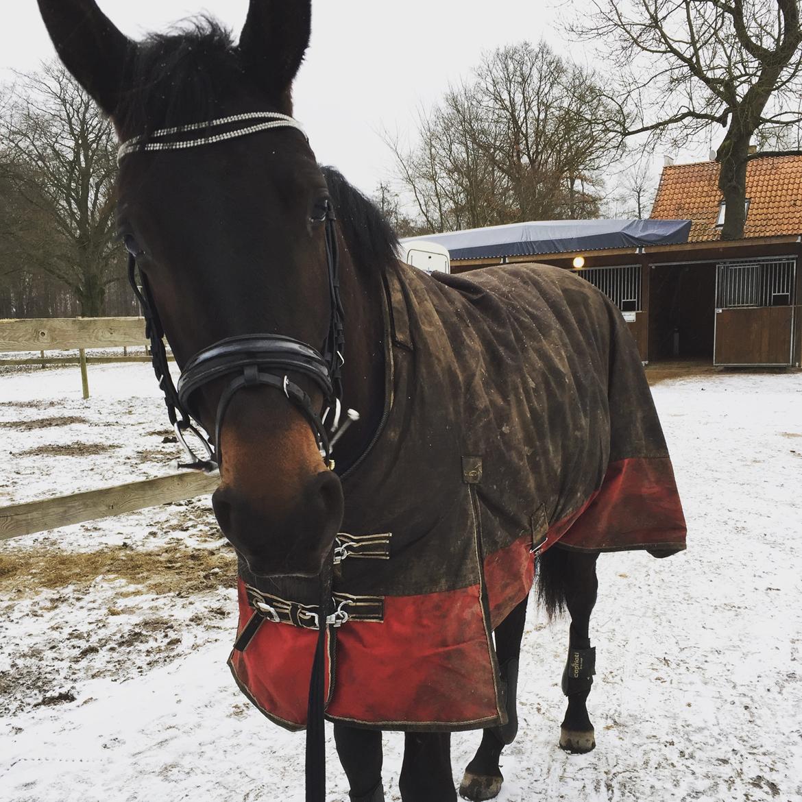 Dansk Varmblod Elversøes Kygo Magic - Vi synes det er lidt køligt når der er sne :-) billede 13