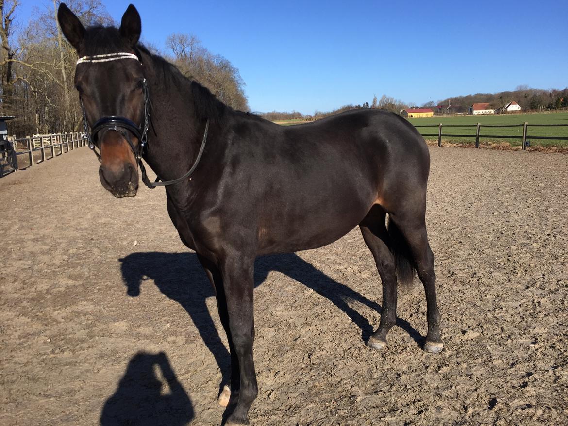 Dansk Varmblod Elversøes Kygo Magic - Idag træner vi mønstring til 2 års kåringen billede 14