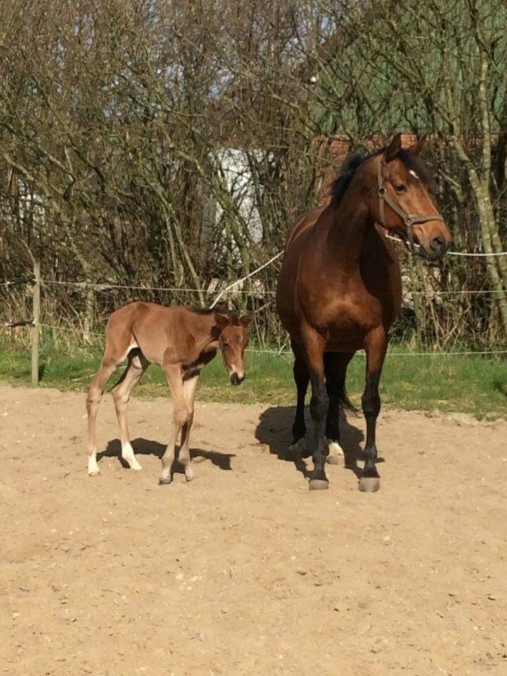 Dansk Varmblod Alphahit billede 1