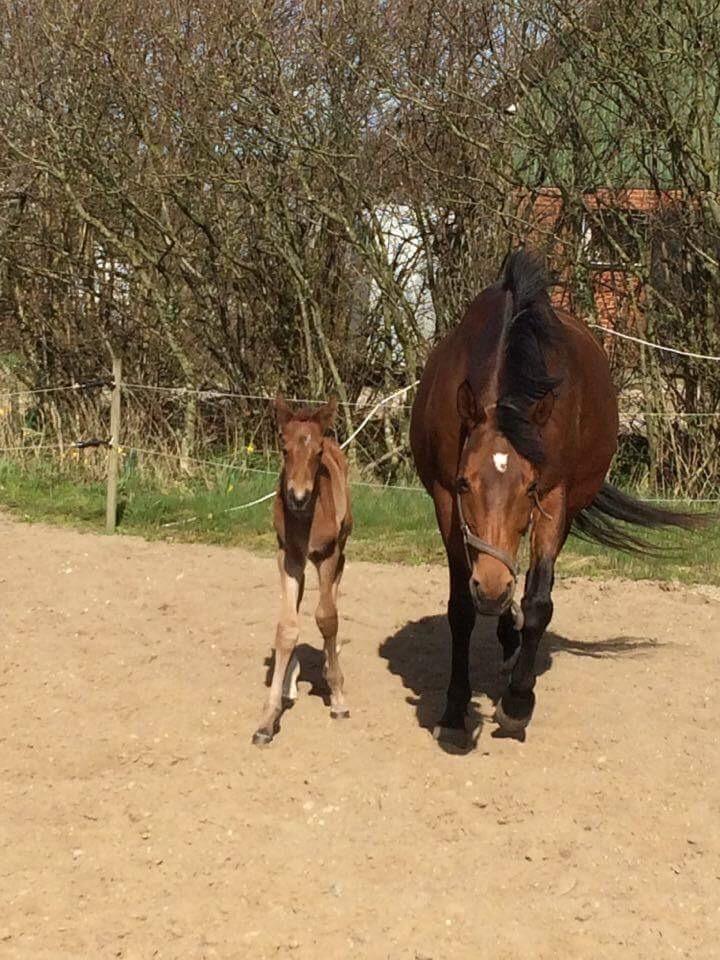 Dansk Varmblod Alphahit billede 2