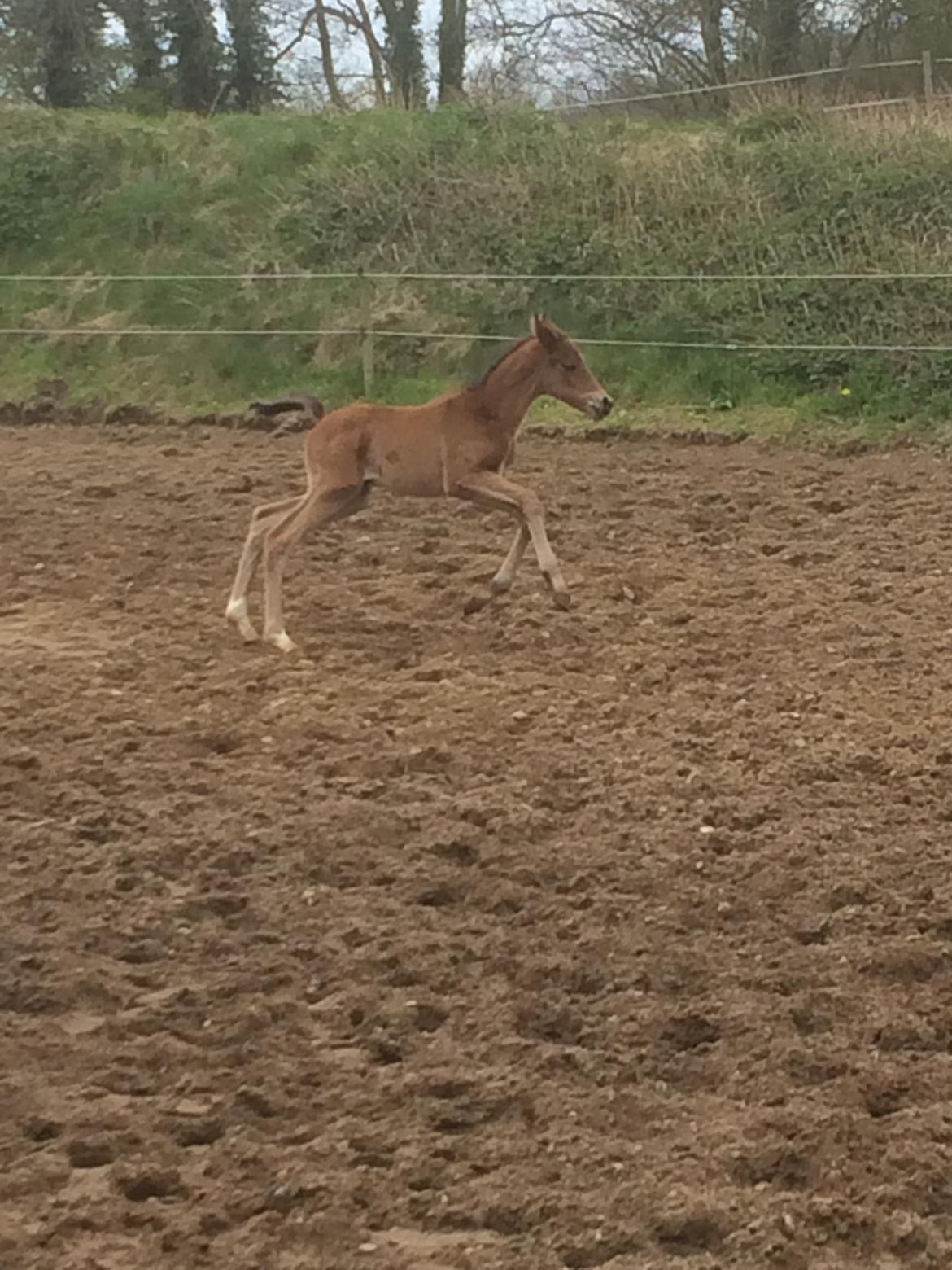 Dansk Varmblod Alphahit billede 4