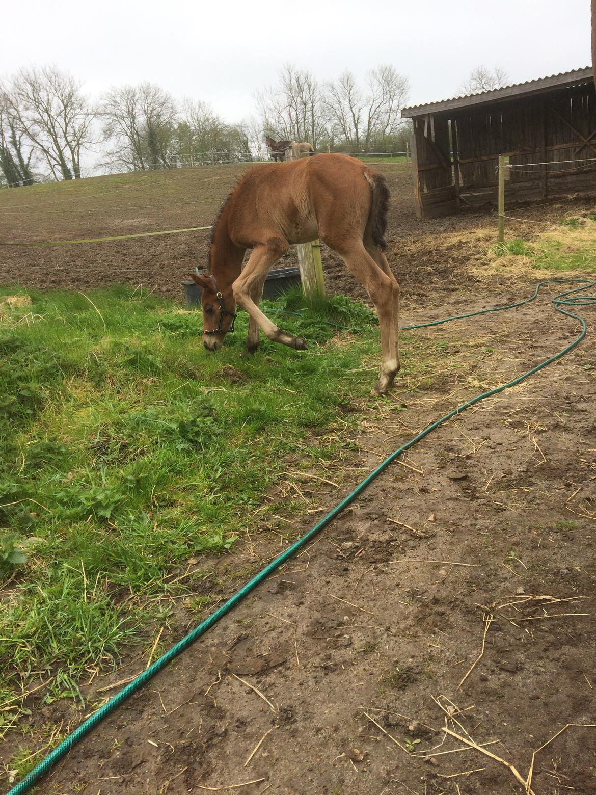 Dansk Varmblod Alphahit billede 5