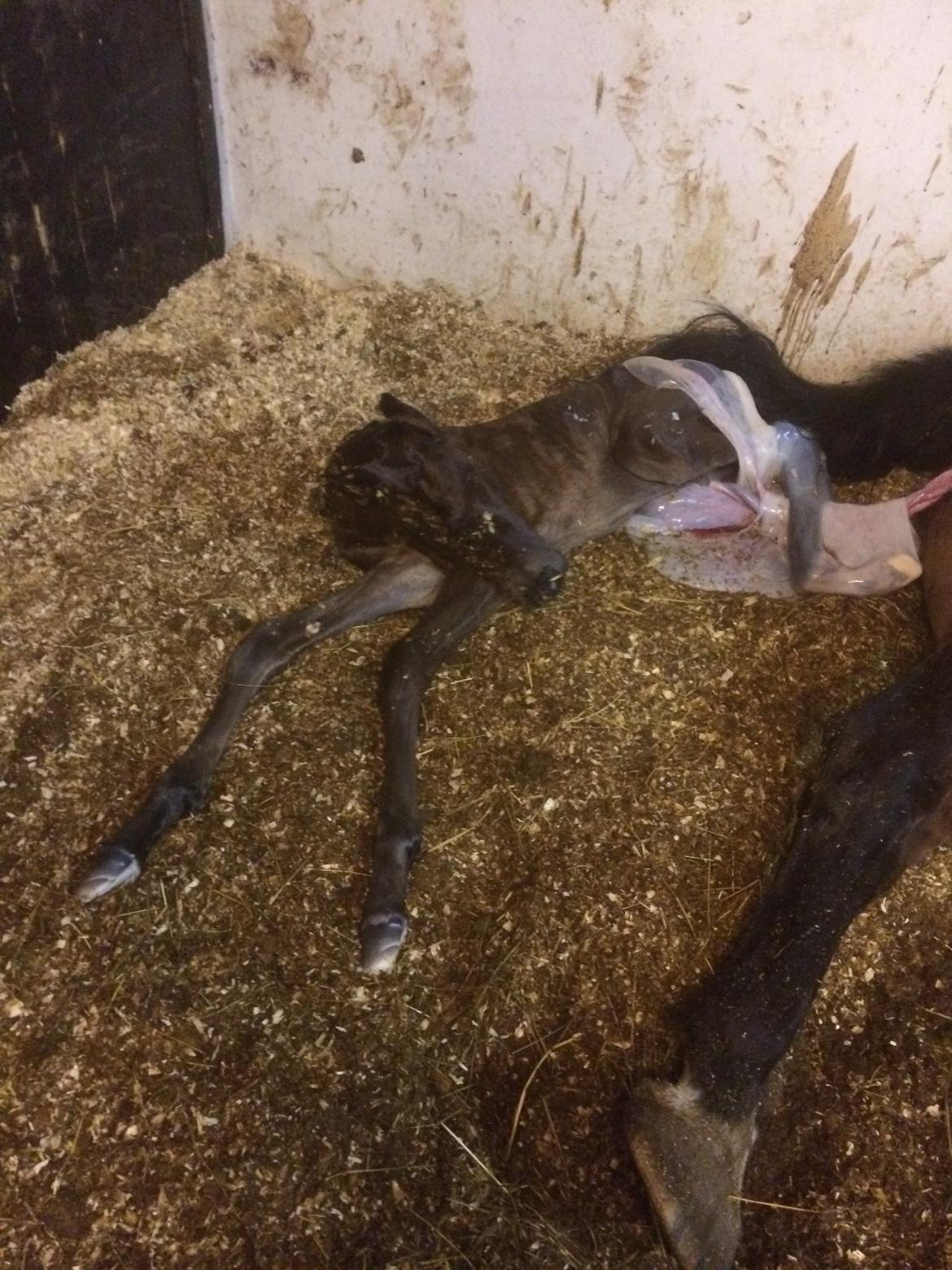 Dansk Varmblod Alphahit billede 3