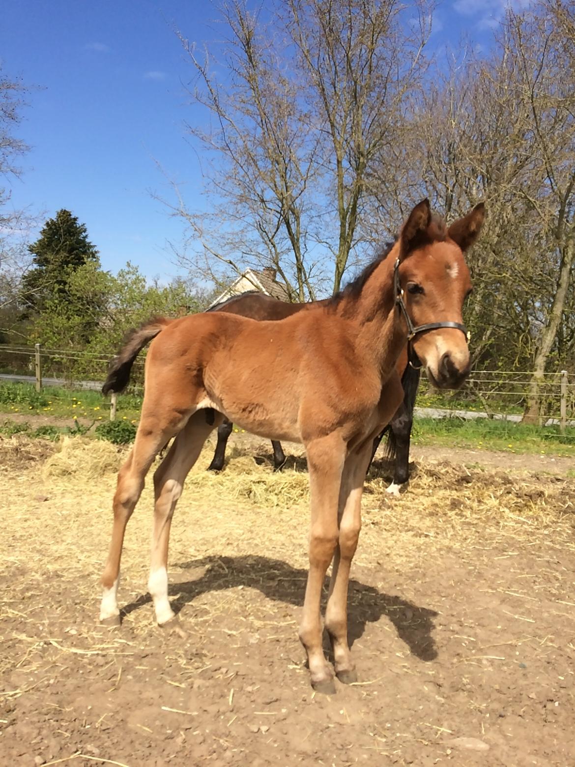 Dansk Varmblod Alphahit billede 7