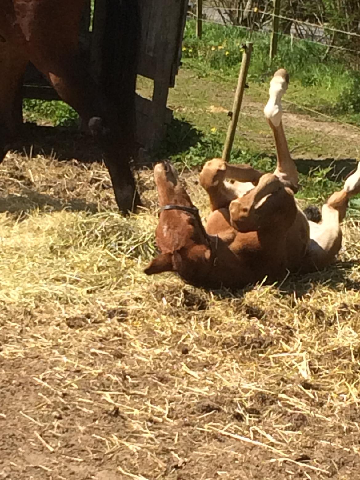 Dansk Varmblod Alphahit billede 8