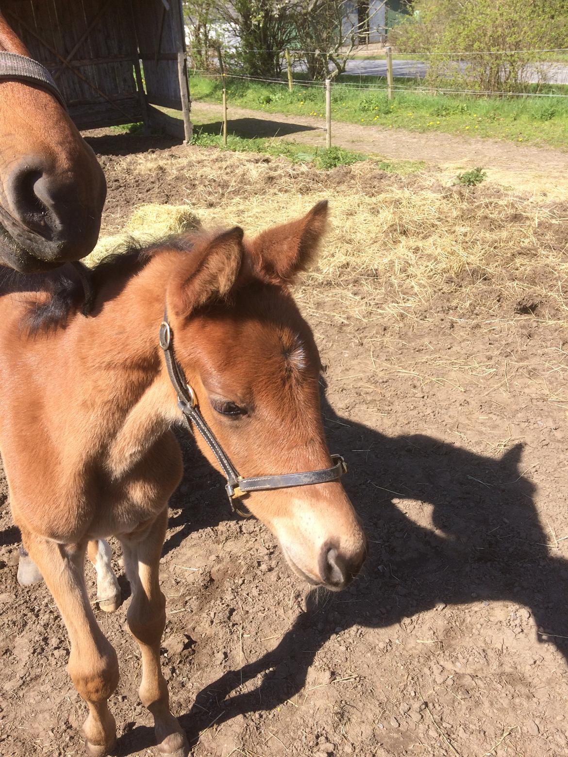 Dansk Varmblod Alphahit billede 6