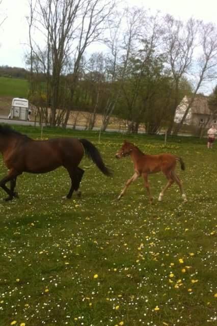 Dansk Varmblod Alphahit billede 9