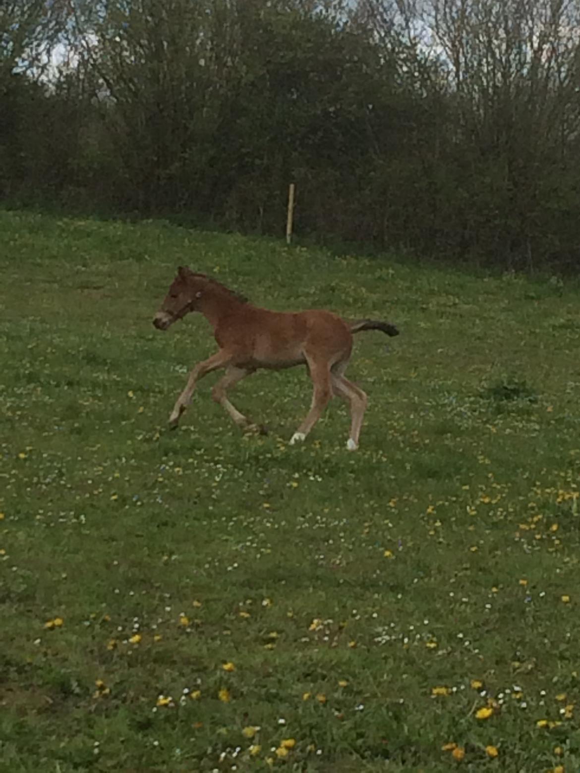 Dansk Varmblod Alphahit billede 11