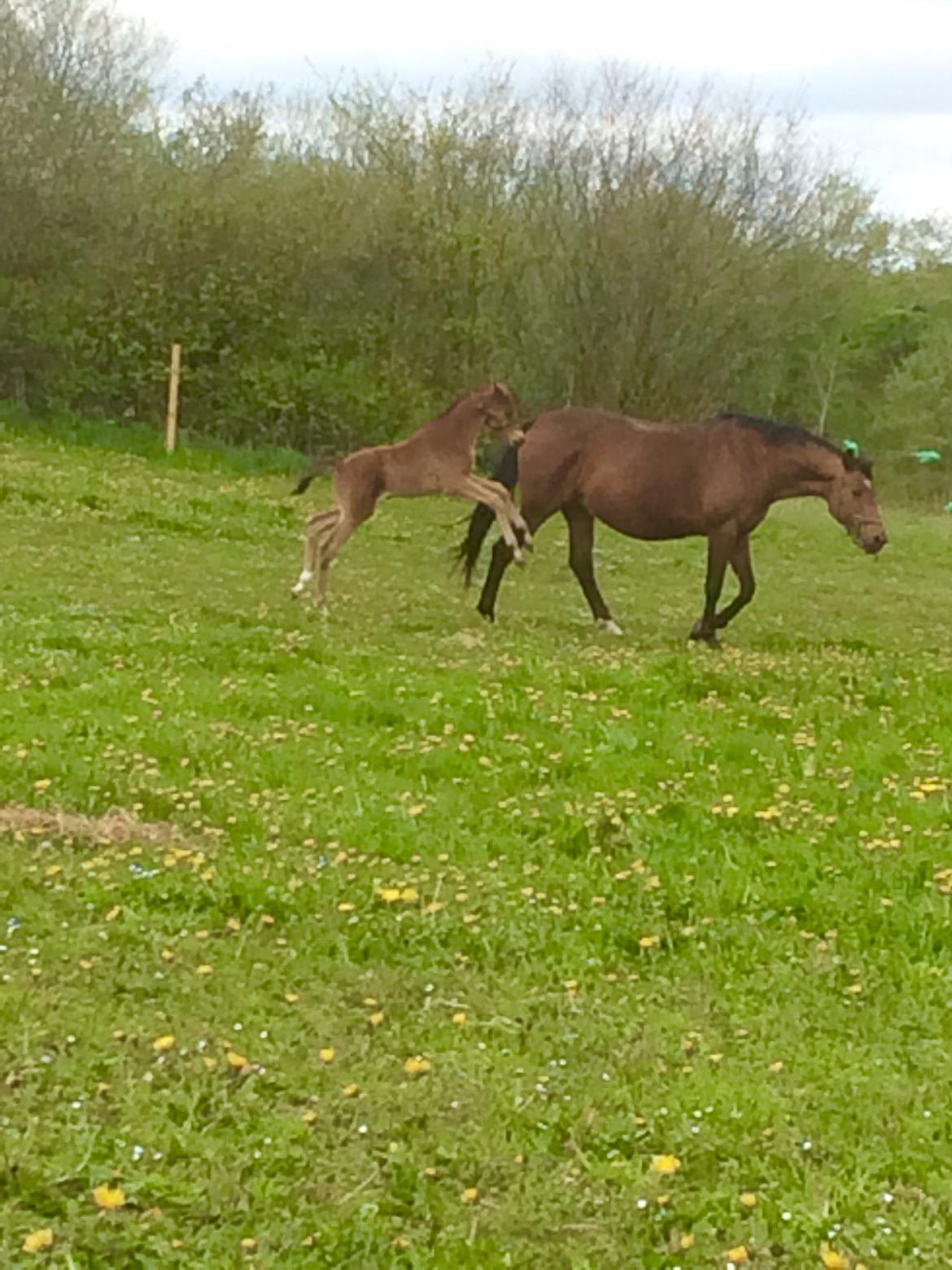 Dansk Varmblod Alphahit billede 10