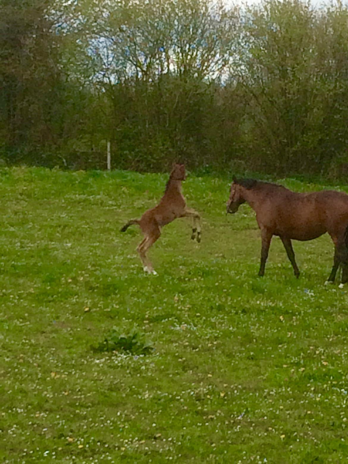 Dansk Varmblod Alphahit billede 12