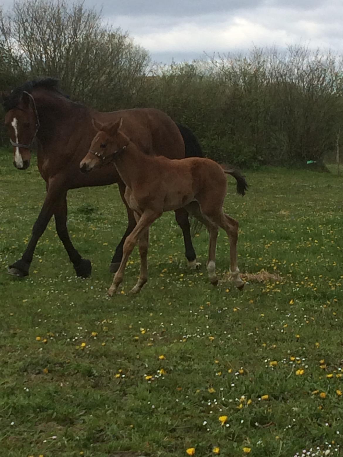 Dansk Varmblod Alphahit billede 13