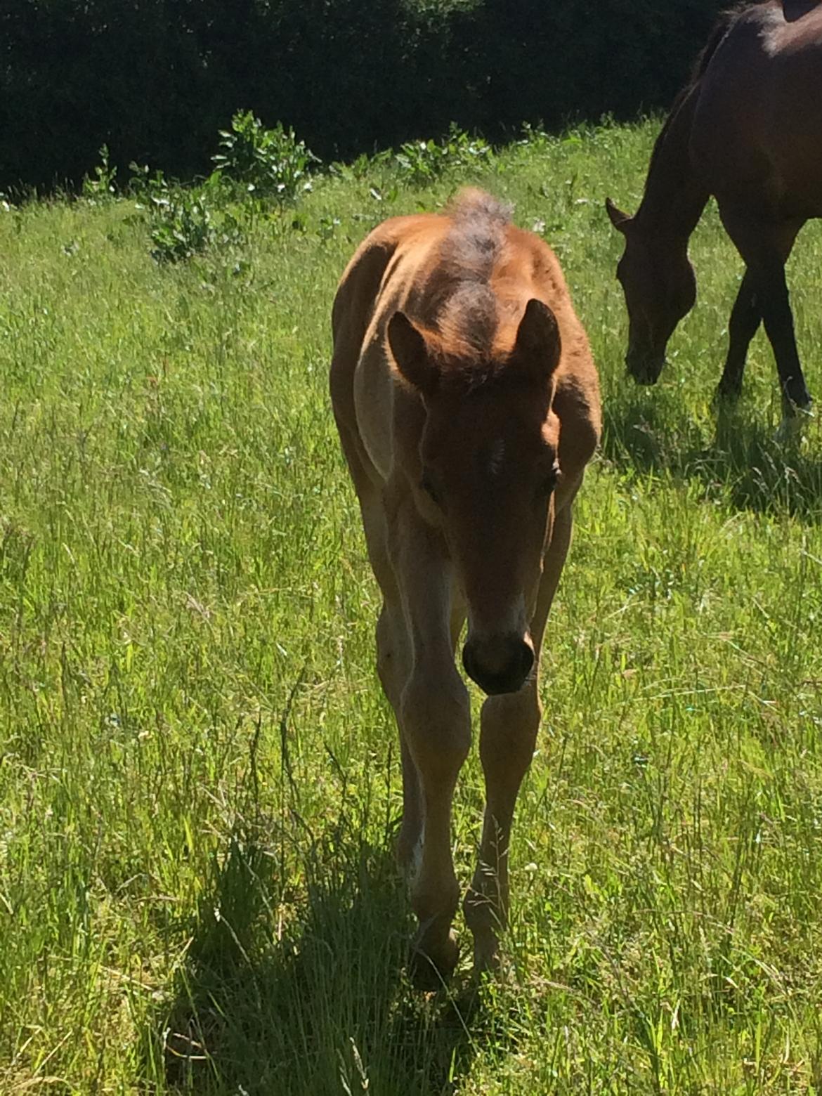 Dansk Varmblod Alphahit billede 14