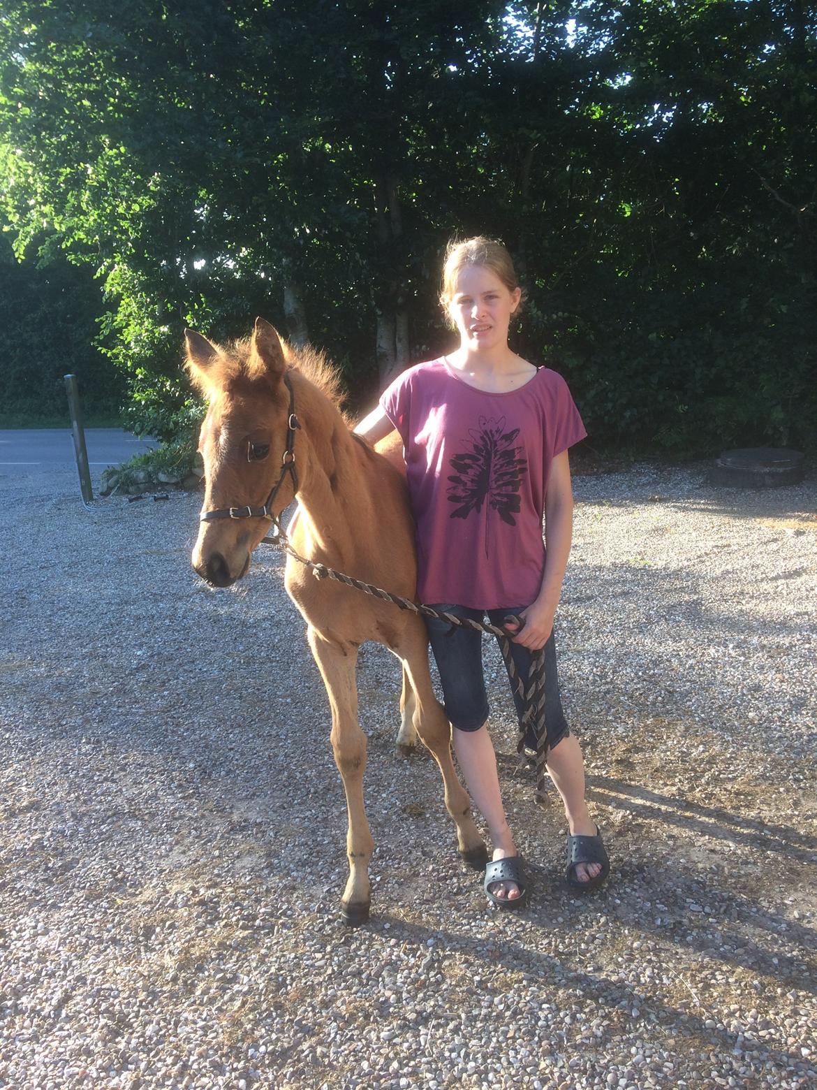 Dansk Varmblod Alphahit billede 15