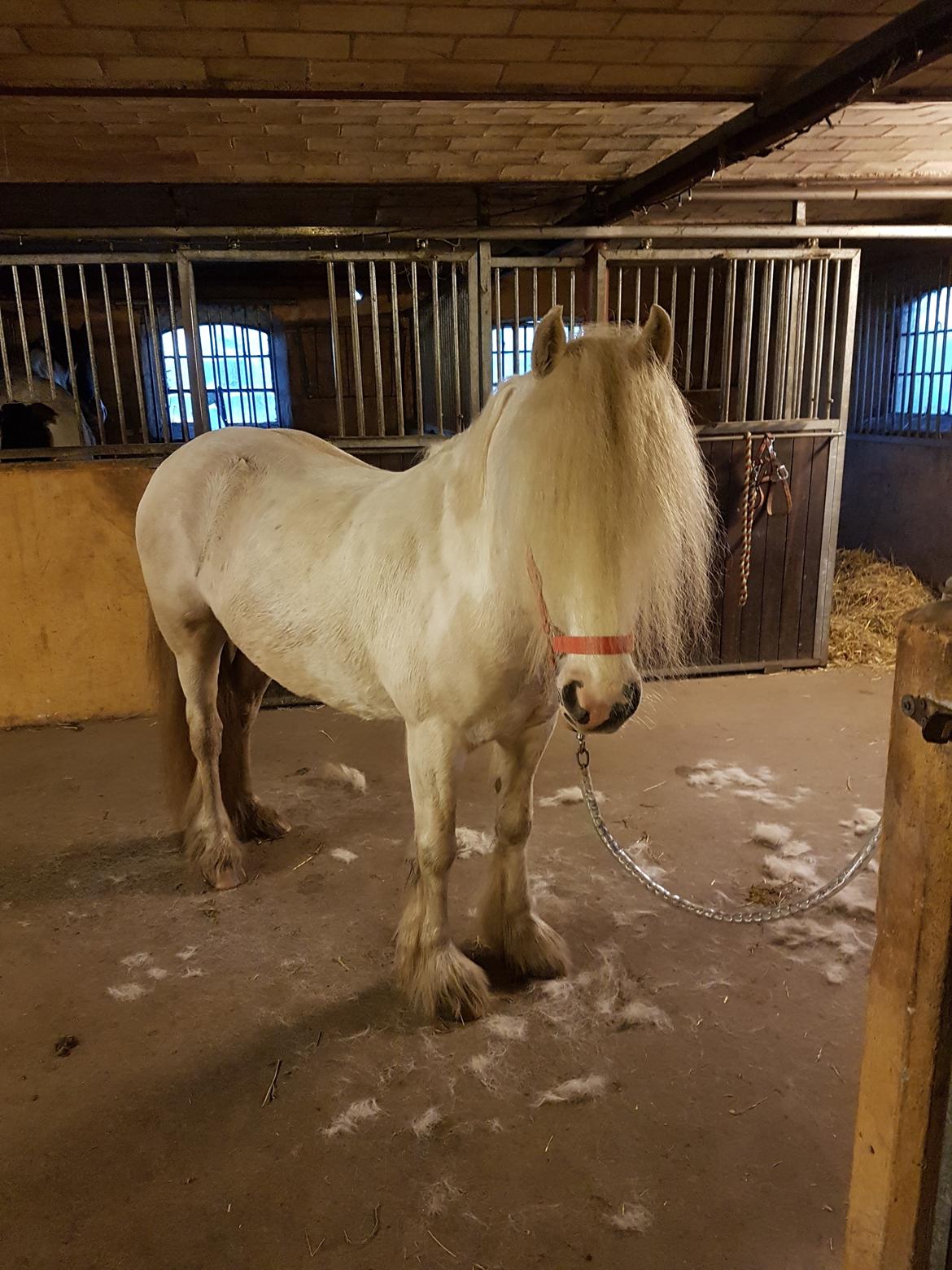 Irish Cob ITS Evening Star  billede 13