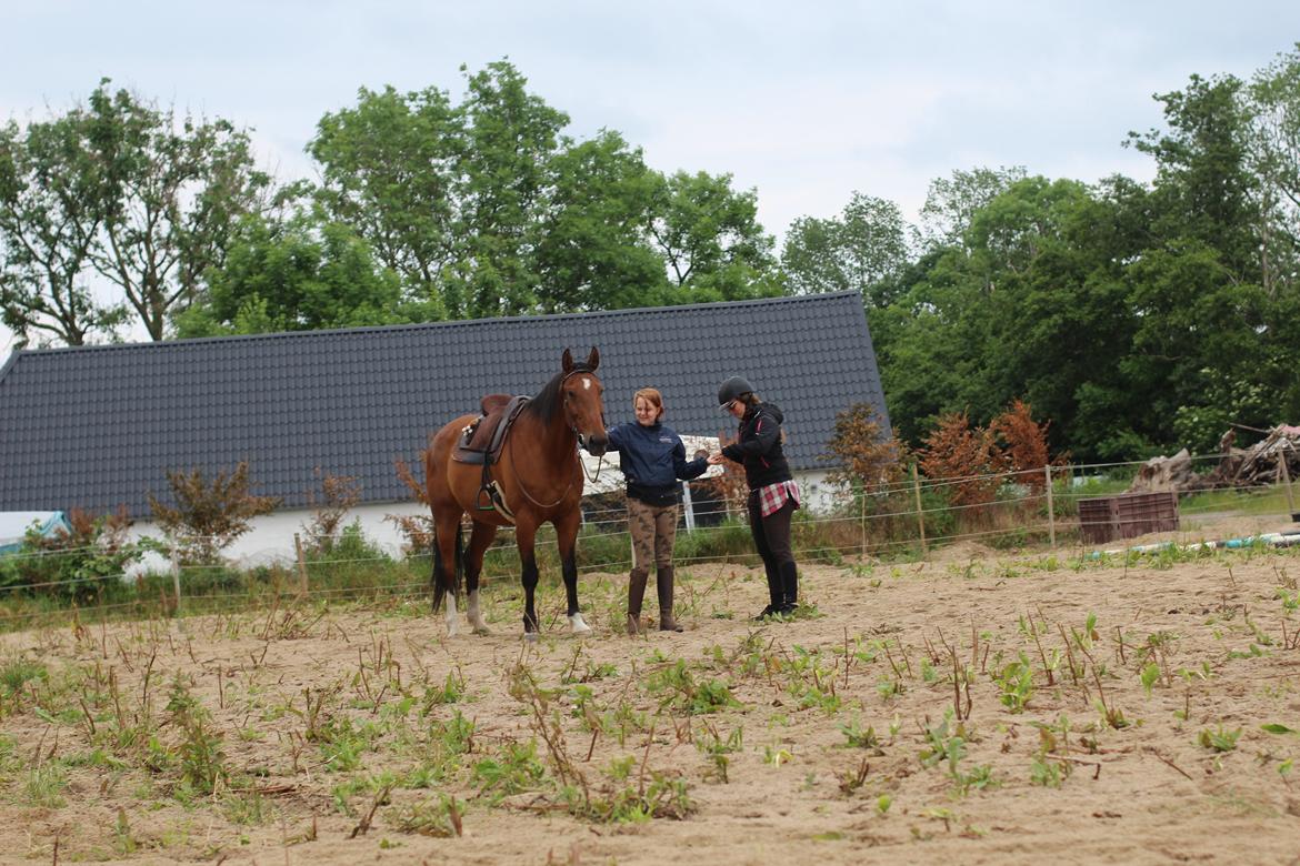 Hannoveraner Otto - Otto, da han stadig var i træning hos mig i 2016 billede 8