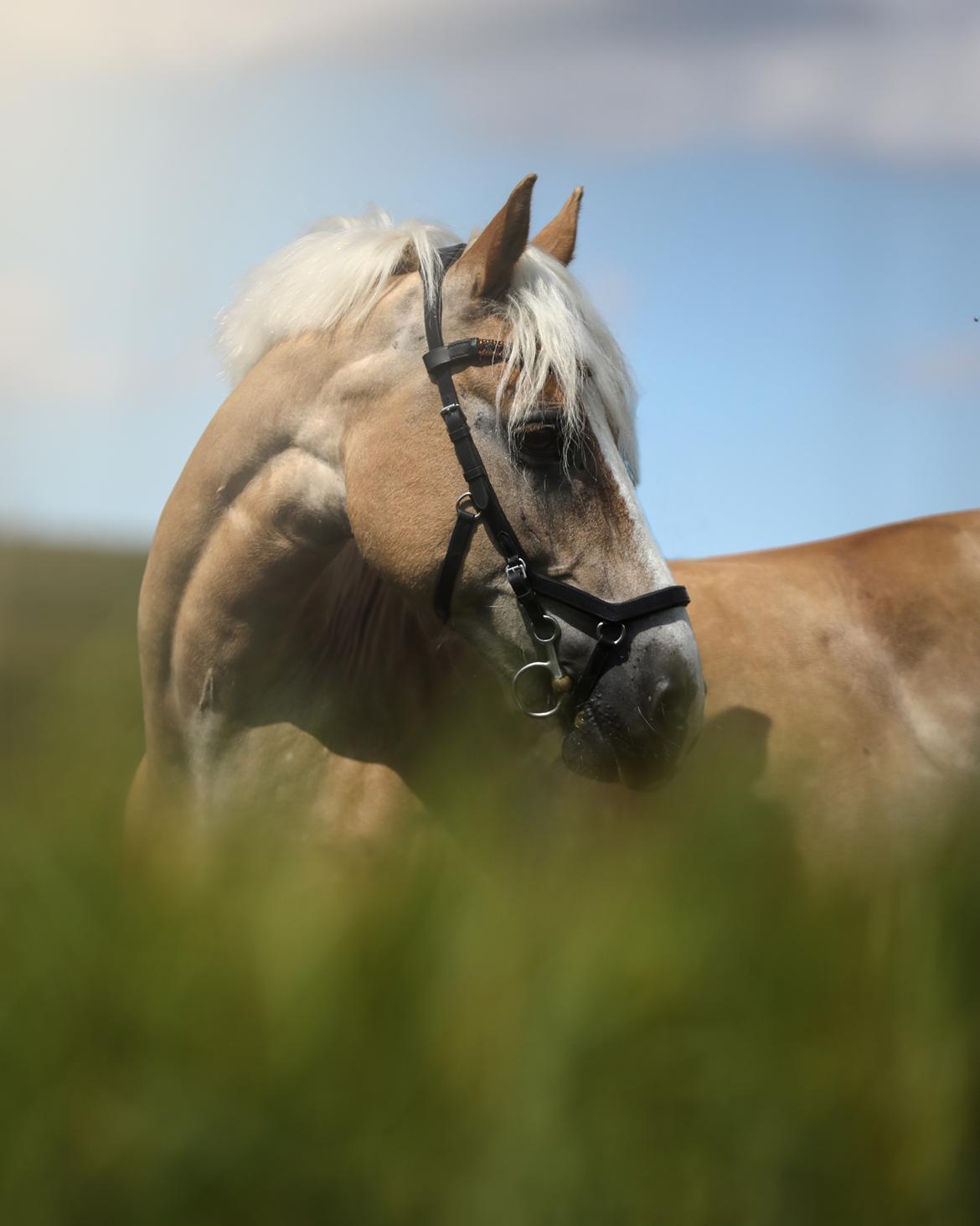 Haflinger Ferrari Bakkely billede 6