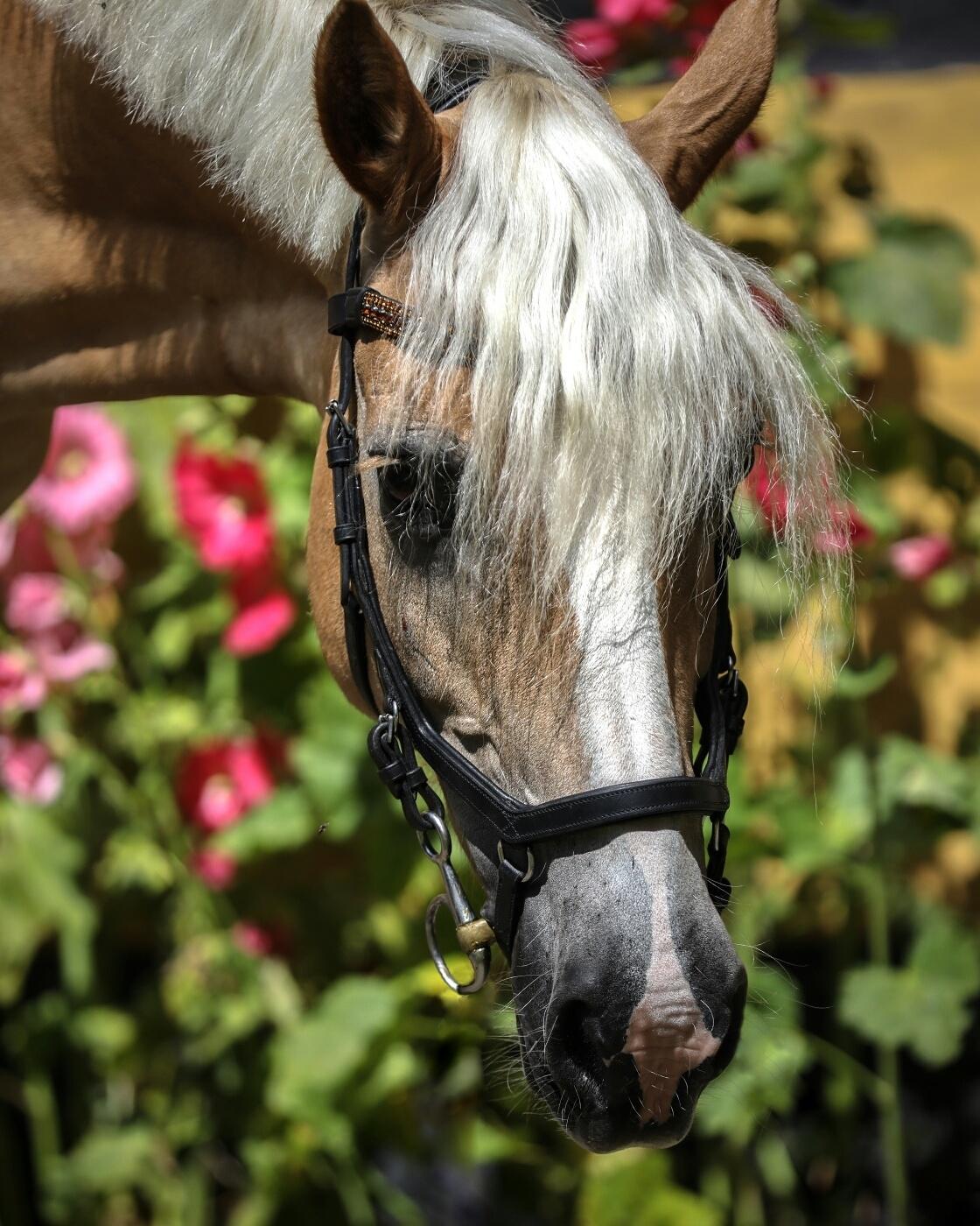 Haflinger Ferrari Bakkely billede 7