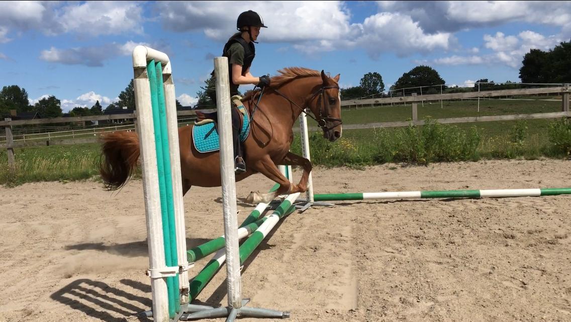 Anden særlig race Alia von hoff billede 12