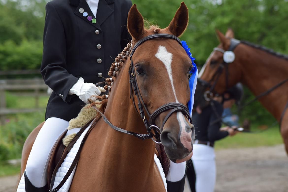Anden særlig race Alia von hoff billede 14