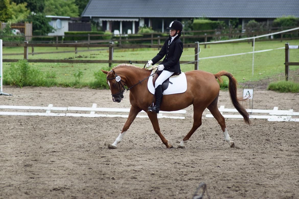 Anden særlig race Alia von hoff billede 15