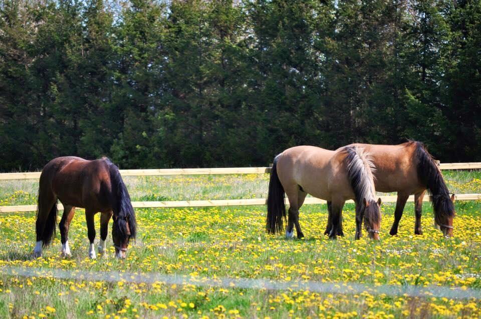 Welsh Cob (sec D) Rolighedens Jackpot (B3) billede 21