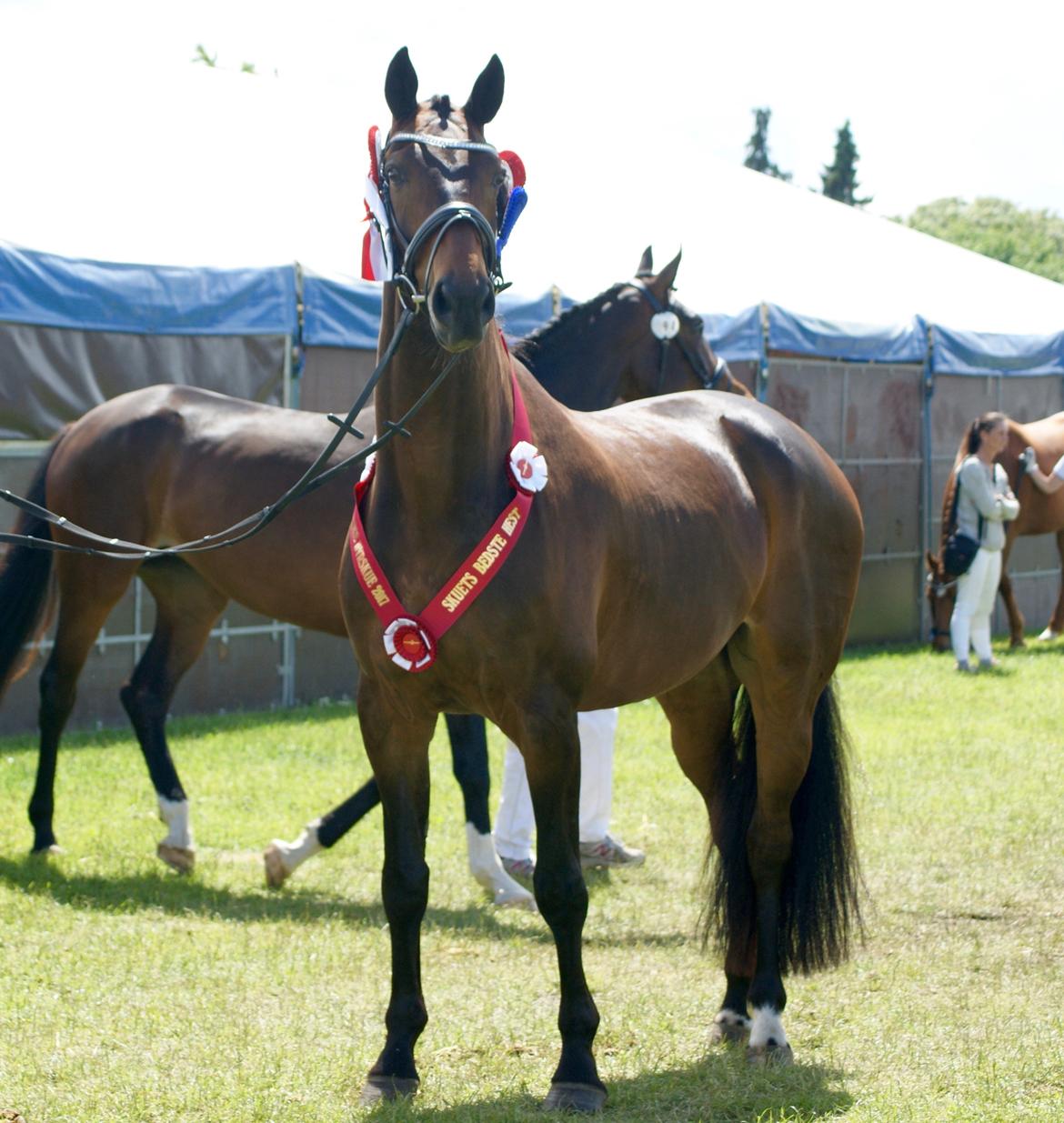 Dansk Varmblod Amu billede 1