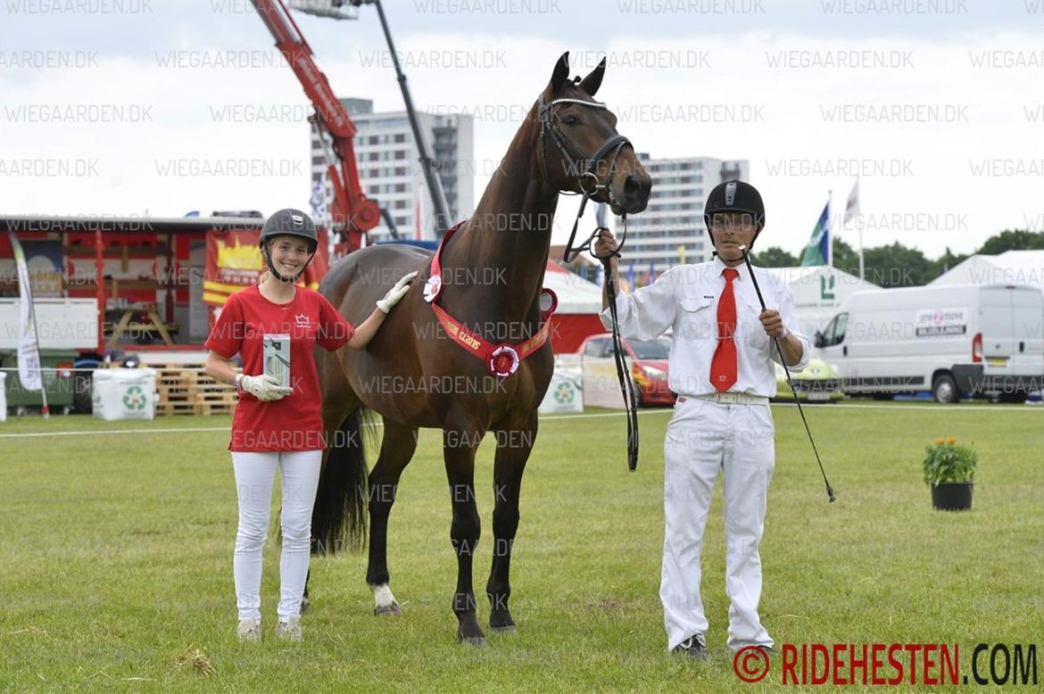 Dansk Varmblod Amu billede 4