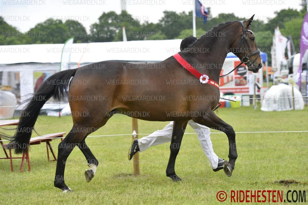 Dansk Varmblod Amu billede 2