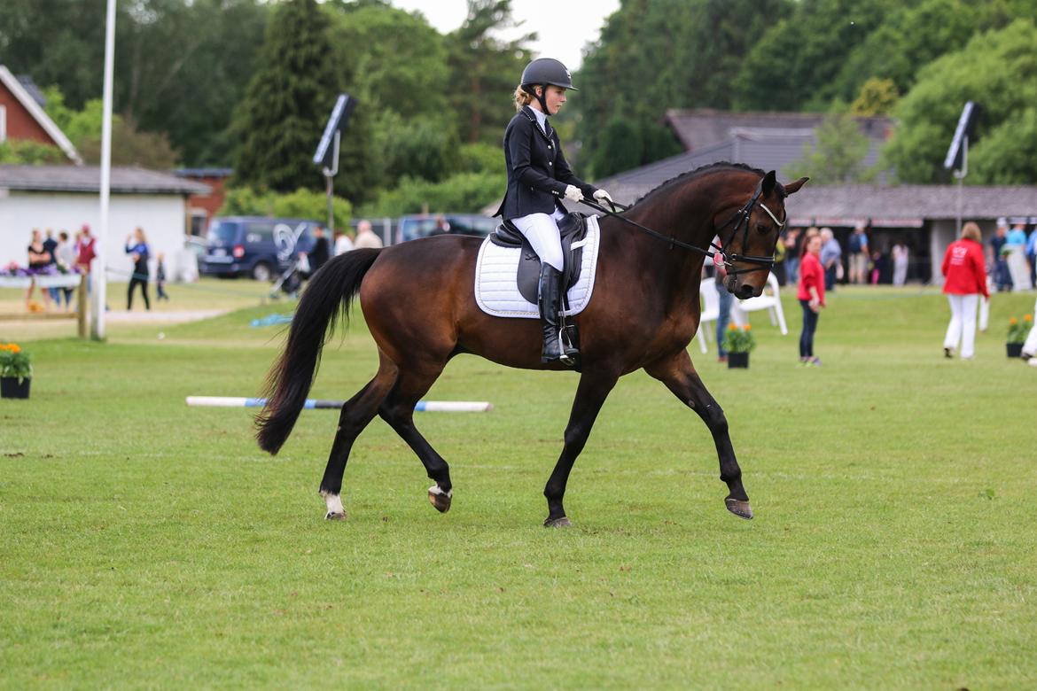 Dansk Varmblod Amu billede 3