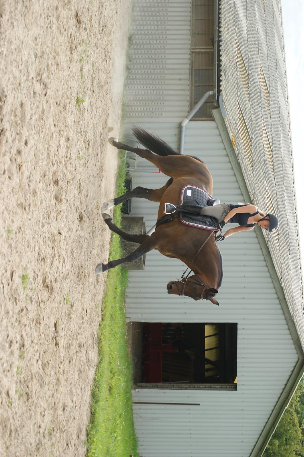 Dansk Varmblod Amu billede 10