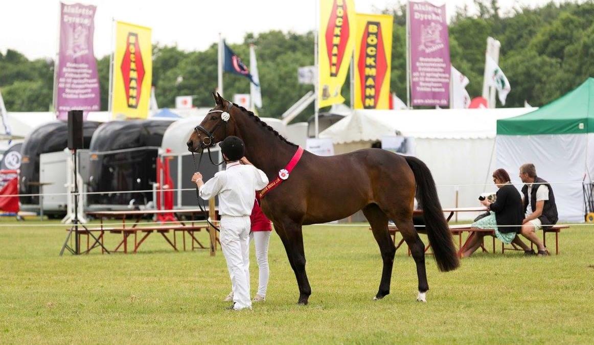 Dansk Varmblod Amu billede 5