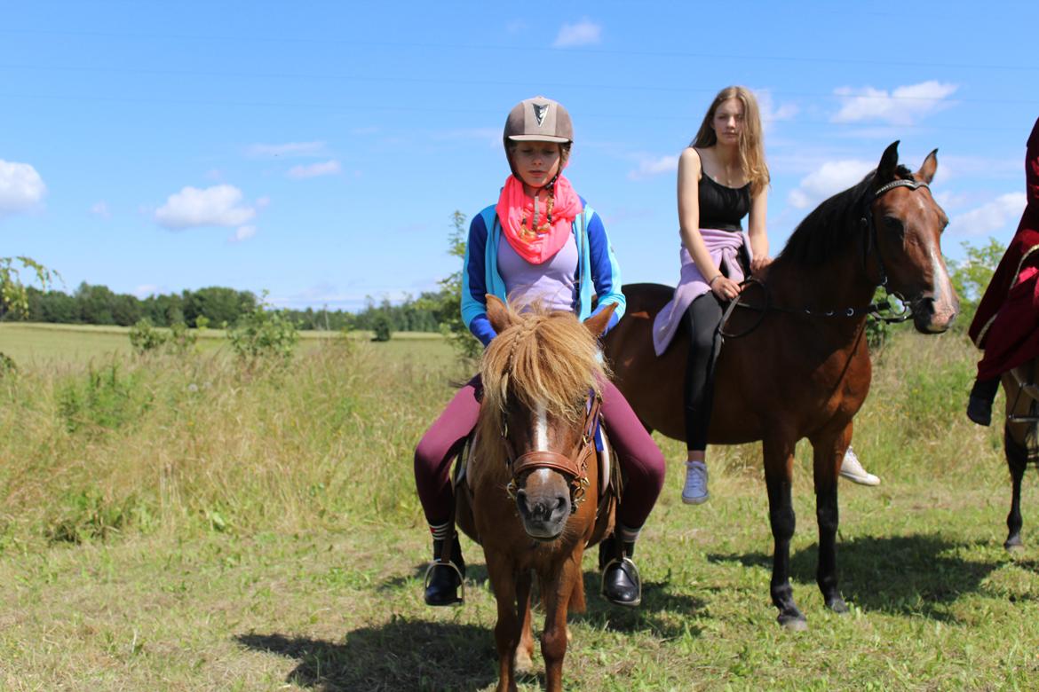 Shetlænder Mona billede 11