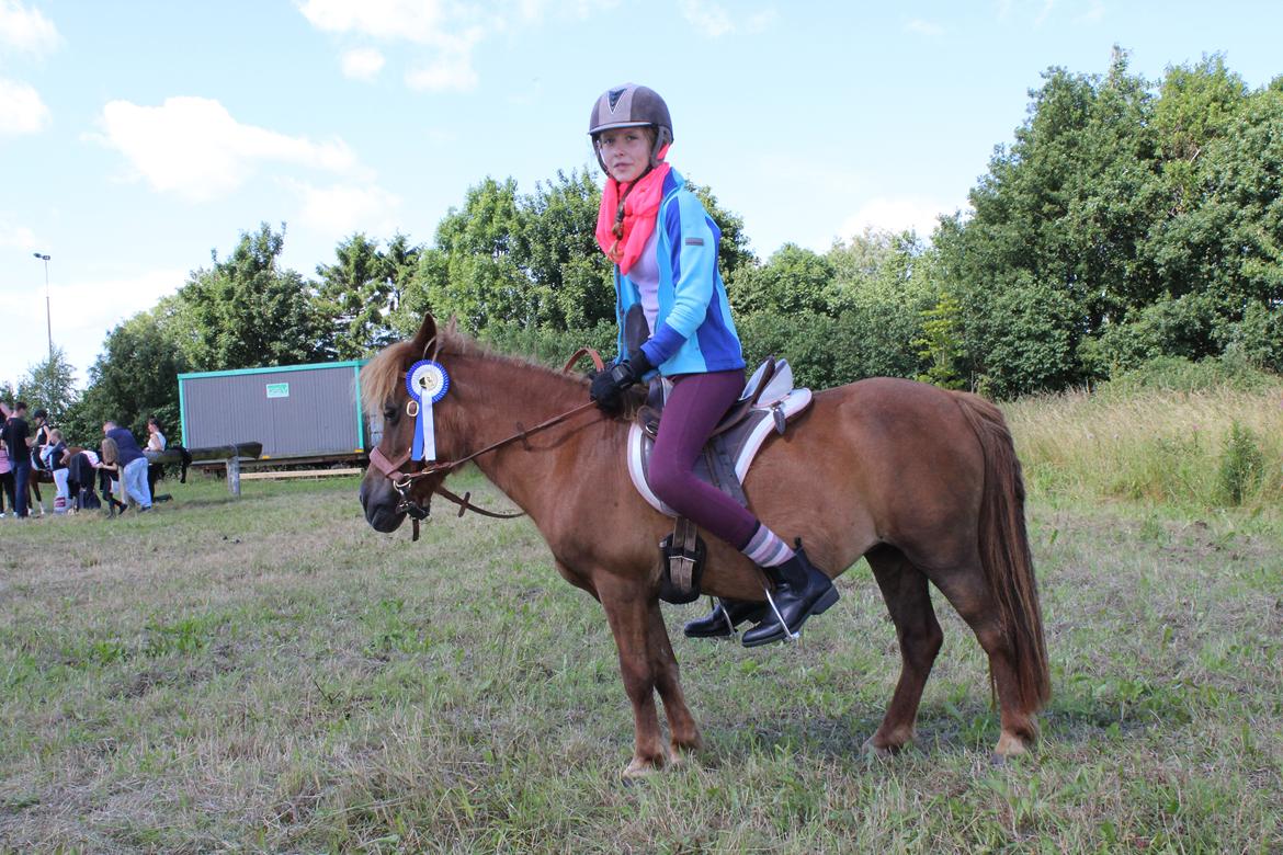 Shetlænder Mona billede 12