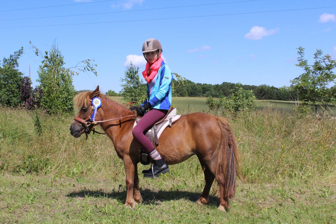 Shetlænder Mona billede 13