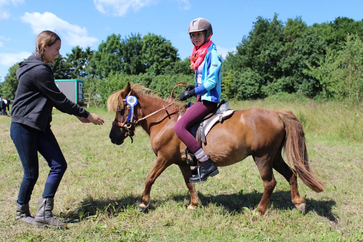 Shetlænder Mona billede 14
