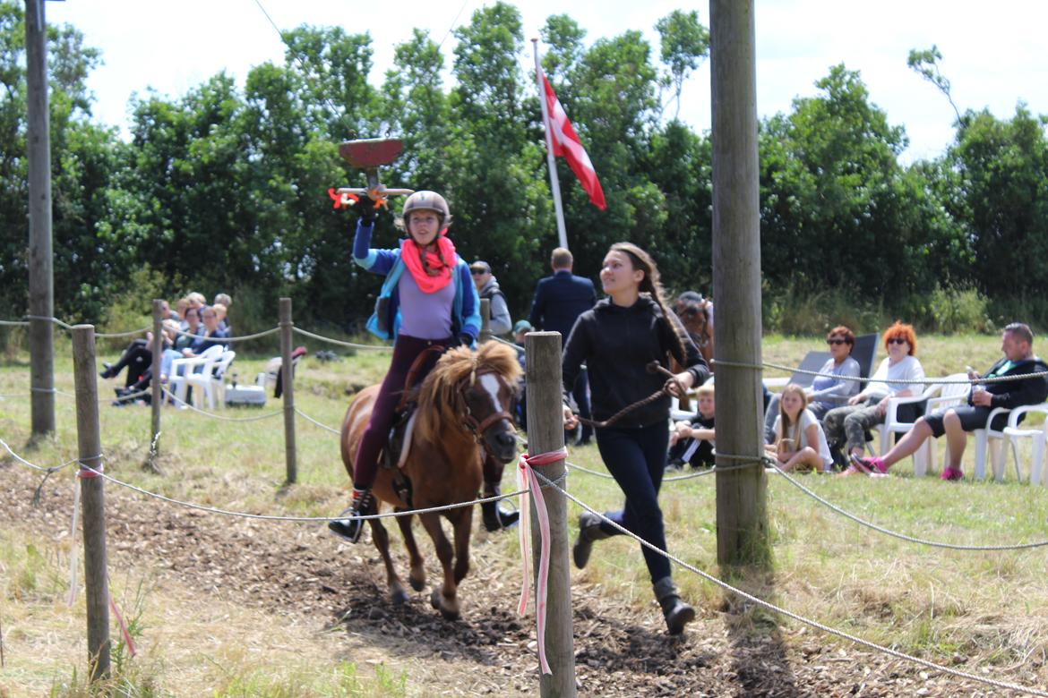 Shetlænder Mona billede 15