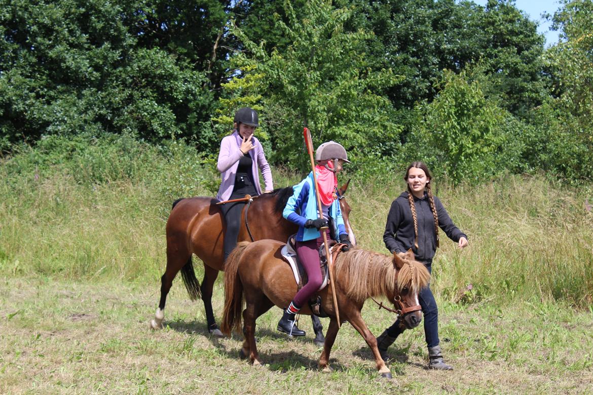 Shetlænder Mona billede 16